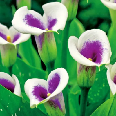 Immagine prodotto di Zantedeschia Calla Kalla Kalia Picasso 1 pz Bulbi da fiore tuberi