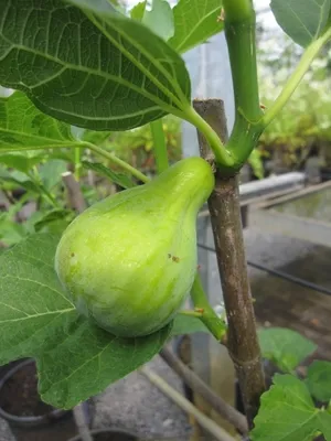 Produktbild von Feigenbaum Brogiotto Bianco - Ficus carica - Hochstamm