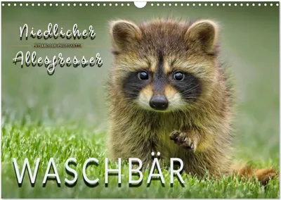 Produktbild von Waschbär - Niedlicher Allesfresser (Wandkalender 2026 DIN A3 quer), CALVENDO Monatskalender