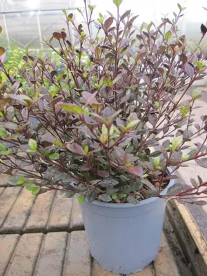 Produktbild von Schopfmyrthe Purpurea Nana - Lophomyrtus x ralphii - 25-30cm