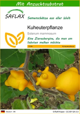 Produktbild von SAFLAX - Kuheuterpflanze - Solanum mammosum - 10 Samen - Mit keimfreiem Anzuchtsubstrat