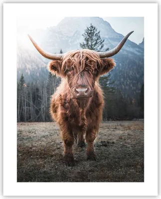 Produktbild von Poster - Poster ohne Rahmen - Scotch Kuh Weide - 40x50 cm - Wand Bild - Wanddeko - Wandbilder - Kunstposter - Wandposter - Bilder - Kunstdruck - Wanddekoration - Wandbild - P2XPA40x50-5188