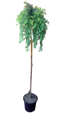 Produktbild von Larix decidua 'Stiff Weeper' Hängelärche Stämmchen 160–170 cm | Stammhöhe 125 cm | Winterhart & robust | Dekorativer Nadelbaum für Garten & Terrasse