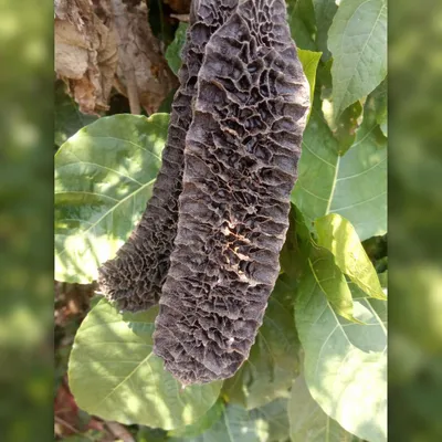 Zdjęcie produktu dla Fasola aksamitna siatkowata (Mucuna reticulata)  – 1 nasiono