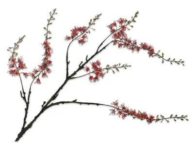 Produktbild von Silk-ka Kunstblume – Seiden-Cappariszweig, orange, 131 cm