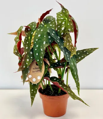 Produktbild von BALDUR Garten 1x Forellenbegonie Maculata, groß, Pflanze im 14 cm-Topf, Blickfang, mehrjährig - frostfrei halten, für Standort im Schatten geeignet, Begonia maculata, für Büro & Wohnung