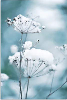 Produktbild von MuchoWow® Poster Schnee - Blumen - Winter - Zweige 120x180 cm - Kunstposter