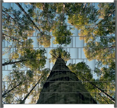 Produktbild von Wallario Zaunsichtschutz mit Motiv Birkenwald von unten betrachtet für Ein- und Doppelstabmatten Zäune in der Größe 200 x 180 cm