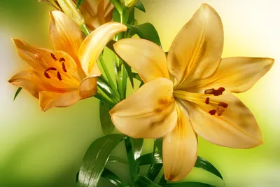 Produktbild von Fototapete - Lily 375x250cm - Vliestapete