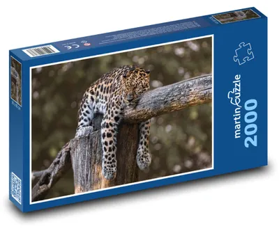 Obrázok produktu pre Puzzle 2000 Oddychujúci Jaguár na Strome - martinpuzzle
