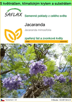 Obrázek produktu pro SAFLAX Garden to go - jacaranda - Jacaranda mimosifolia - 50 Semena - S květináčem, klimatickou poklicí a pěstebním substrátem