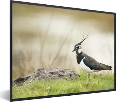 Produktbild von MuchoWow® Gerahmtes Poster Vogel - Gras - Tiere - Natur - Kiebitz 80x60 cm - Poster mit Schwarzem Bilderrahmen Wandposter Rahmen Foto Bilder - Schwarzem - Mit Gestell