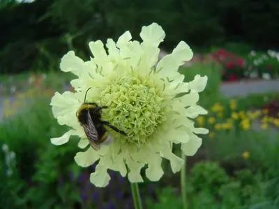 Pflanzen und Blumen
