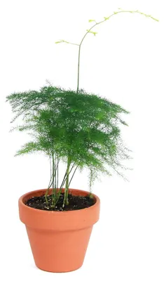 Obrázok produktu pre Gardners Asparagus plumosus, priemer 6 cm