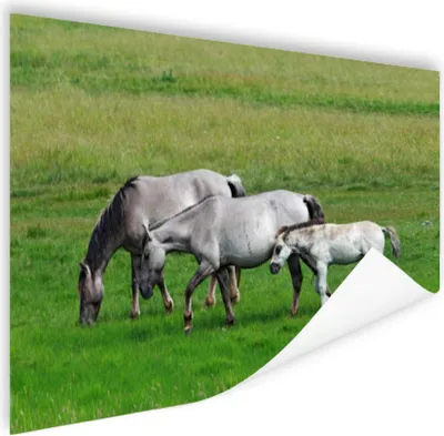Produktbild von MuchoWow® Poster Pferde - Tiere - Gras 60x40 cm - Schlafzimmerdekoration