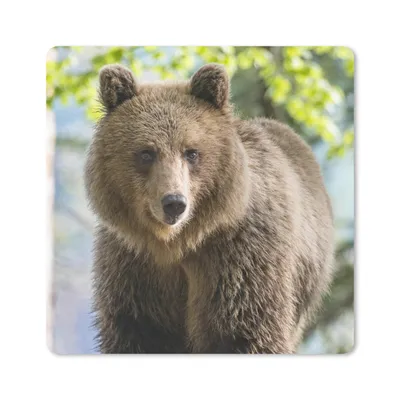 Produktbild von MuchoWow® Mauspad Mousepad Bär - Braun - Wald 20x20 cm - Mousepads - Maus Mat - Pad - Mausunterlage - Desk Mat - Bureauartikeln