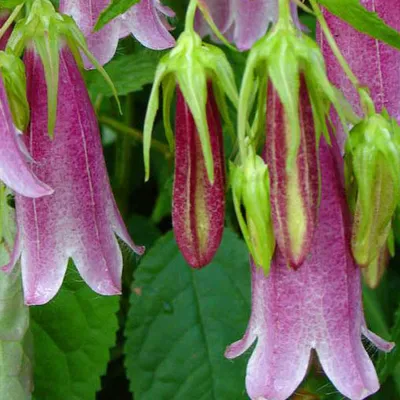 Image de 6 x Campanule à grandes fleurs  - Campanula 'Elizabeth'  | Pot 9 cm x 9 cm
