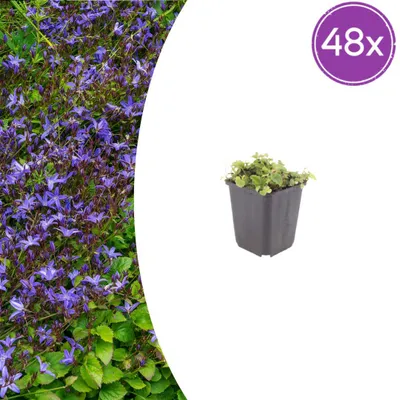 Immagine prodotto di Campanula poscharskyana | 48 pezzi - 10-25cm - Ø9cm - Pianta da giardino
