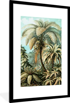 Produktbild von MuchoWow® MuchoWow® Gerahmtes Poster Palme - Ernst Haeckel 60x90 cm - Poster mit zchwarzem Bilderrahmen - Dekoration - Wandposter Wohnzimmer - Hochwertig