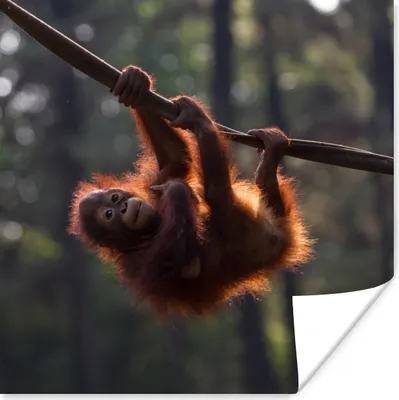 Produktbild von MuchoWow® Poster Junger Orang-Utan hängt an einem Ast 50x50 cm - Wohnzimmerdekoration
