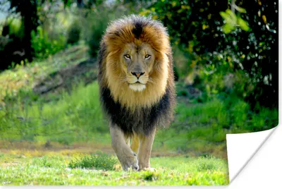 Produktbild von MuchoWow® Poster Löwe - Jagd - Porträt 120x80 cm - Bilder