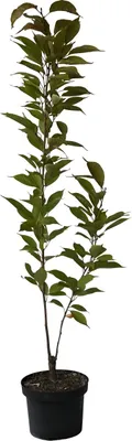 Produktbild von Japanische Säulenkirsche Amanogawa - Prunus serrulata 60-100 cm 5 Liter