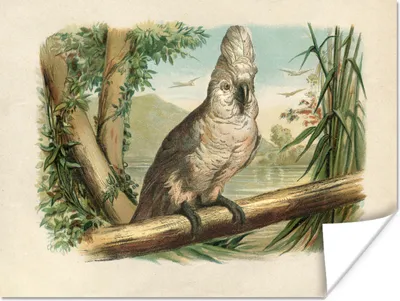 Produktbild von MuchoWow® Poster Antiker Vogel Druck weißer Kakadu 160x120 cm - Foto Plakat