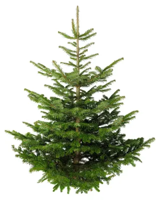 Produktbild von Echter Premium Weihnachtsbaum 80-100 cm Nordmanntanne frisch geschlagen 1. Wahl