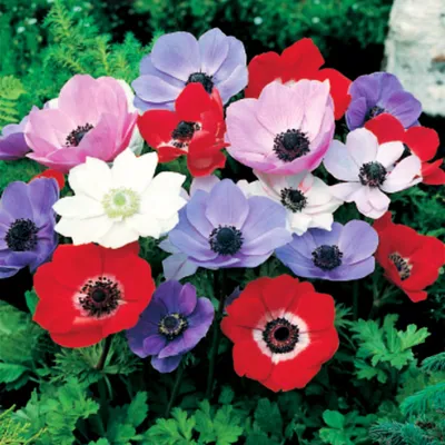 Immagine prodotto di Anemone singolo De Caen Mix 10 pz Anemoni Bulbi di anemone