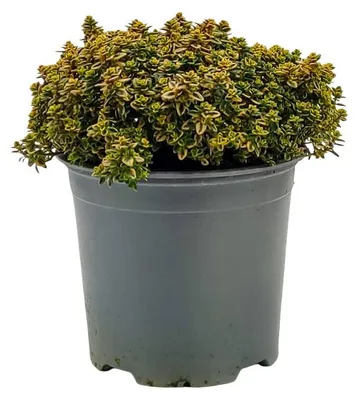 Produktbild von Warentuin Producten