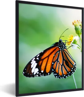 Produktbild von MuchoWow® Gerahmtes Poster Schmetterling - Blumen - Insekten 60x80 cm - Poster mit Schwarzem Bilderrahmen Wandposter Rahmen Foto Bilder - Premium - Wanddeko Wohnzimmer