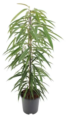 Produktbild von Ficus Binnendijkii Alii - 70-80cm - Ø21cm - Zimmerpflanze - Immergrün