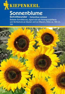 Produktbild von Kiepenkerl Sonnenblumensamen Schnittwunder