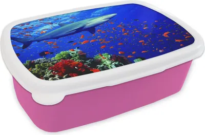 Produktbild von KitchenYeah® Lunchbox Brotzeit Brotdose 17x11 cm Hai am Korallenriff Kinder Brotzeitdose - Lunchpaket - Brotkasten  - Sandwich Box