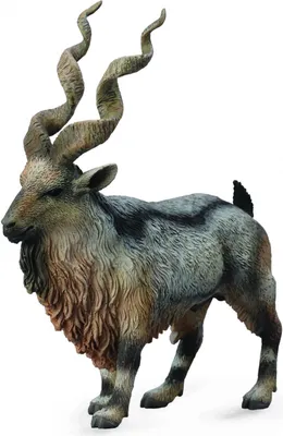 Immagine prodotto di COLLECTA Capra a pelo corto - (L)
