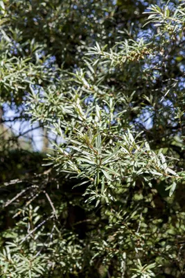 Zdjęcie produktu dla Hippophae rhamnoides 'Hikul', rokitnik zwyczajny, zwarty, 30-40 cm 30-40 cm