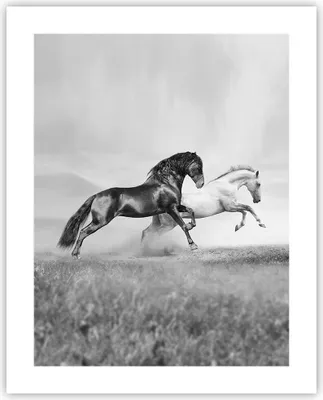 Produktbild von Poster - Poster ohne Rahmen - Pferde Tiere Galopp Wiese - 40x50 cm - Wand Bild - Wanddeko - Wandbilder - Kunstposter - Wandposter - Bilder - Kunstdruck - Wanddekoration - Wandbild - P2XPA40x50-2683