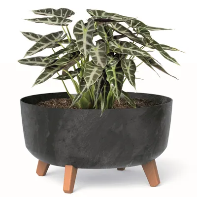 Obrázek produktu pro Bonsai Miska Strom Mini Zahradní květináč na nožičkách Květináč D 38 cm Antracit Plastové květináče s vložkou Betonová optika Cachepots