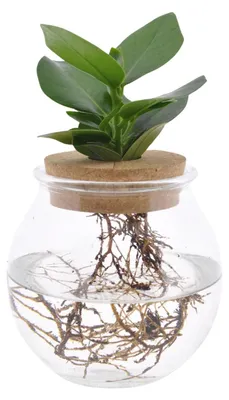 Productafbeelding van Clusia In Bolglas + Klikkurk - 30cm - Ø12cm - Kamerplant - Groenblijvend