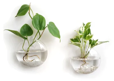 Productafbeelding van Omgoods - Set van 2 Glazen Wandplanten met Hydroponische Plantenbak