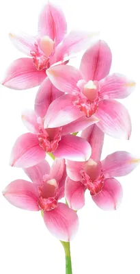 Produktbild von Kunstblume Cymbidium Orchidee für elegante Dekorationen