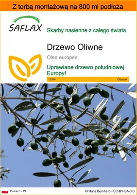 Zdjęcie produktu dla SAFLAX - Garden in the bag - Drzewo Oliwne - 20 Nasiona - Z podłożem uprawowym w praktycznej, samorozkładającej się torbie - Olea europea