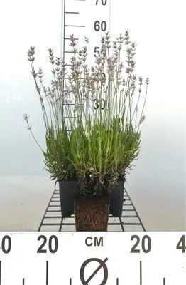 Image de 6 x Lavandula ang. rosea' - Lavande - Pot 9 x 9 cm