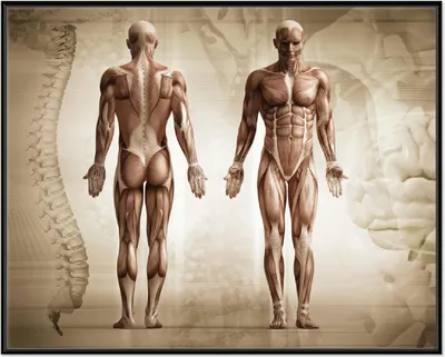 Produktbild von Wallario Wandbild Anatomie Mensch I, Größe: 40,30 x 50,30 cm, Poster mit schwarzem Aluminiumrahmen