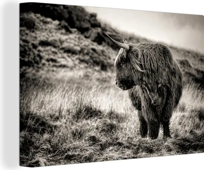 Produktbild von OneMillionCanvasses® - Leinwandbilder - 140x90 cm, Scottish Hochlandrind - Kühe - Schwarz - Weiß, Wandbilder Kunstdruck Wanddekoration