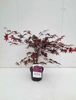 Obrázok produktu pre Acer palm 'Bloodgood' - Javor dlanitolistý 50- 60 cm kontajner