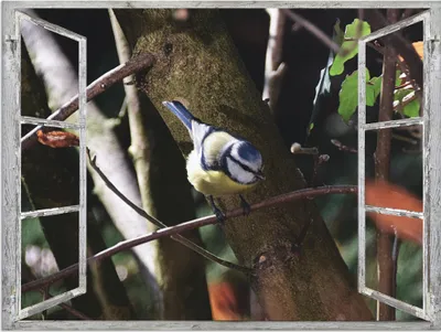 Produktbild von ARTland Wandbild Alu für Innen & Outdoor Fensterblick - Blaumeise Größe: 40x30 cm