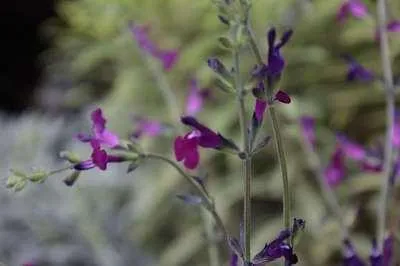 Produktbild von 6 x  Salvia greggii 'Amethyst Lips' - Sternmoos - Topf 9 x 9 cm