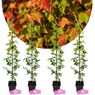 Image de Lot de 4 érables trilobés (Acer buergerianum) – hauteur 40–50 cm – pot de 9 cm