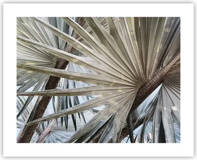 Produktbild von Poster - Poster ohne Rahmen - Blatt Palme Natur - 50x40 cm - Wand Bild - Wanddeko - Wandbilder - Kunstposter - Wandposter - Bilder - Kunstdruck - Wanddekoration - Wandbild - P2XAA50x40-5056